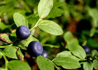 Afinul (Vaccinium myrtillus)