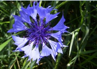 Albastrelele (Centaurea cyanus)