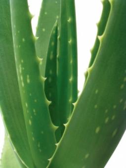 Aloe ferox, unul dintre cele mai puternice detoxifiante naturale