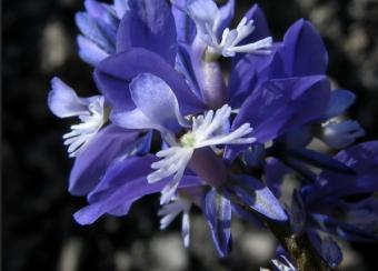 Amareala (Polygala amara)