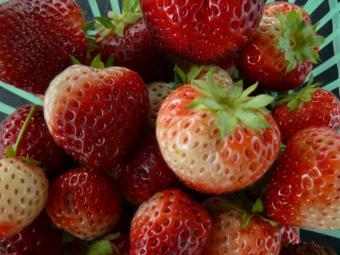 Cand sunt fructele numai bune de mancat si bogate in nutrienti?