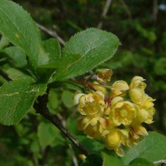Dracila sau lemnul galben (Berberis vulgaris)
