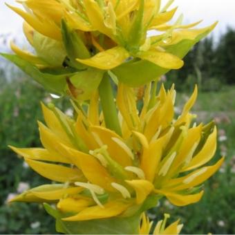 Ghintura sau Etura (Gentiana lutea)