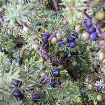Ienuparul (Juniperus communis)
