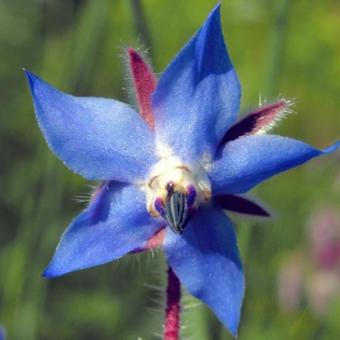 Limba mielului (Borago officinalis)