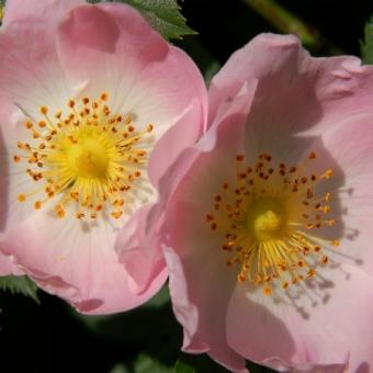 Macesul (Rosa canina L.)