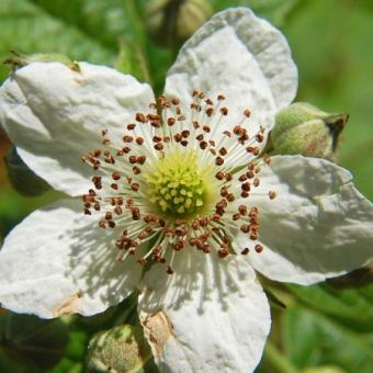 Murul (Rubus fruticosus)