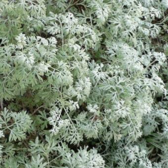 Pelinul (Artemisia absinthium)