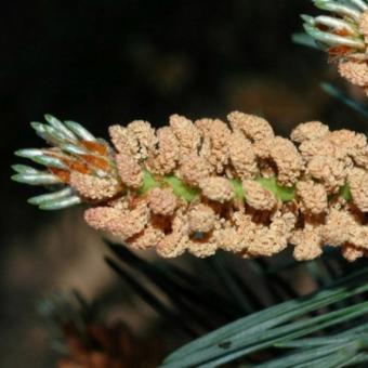 Pinul si jneapanul (Pinus sylvestris L. si Pinus montana Mill)