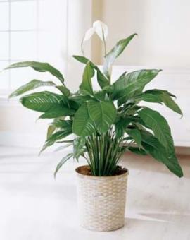 Plantele ideale pentru casa ta