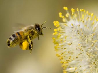 Proprietatile polenului de albine