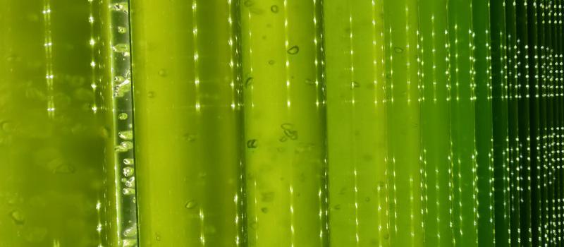 Beneficiile consumului de microalge si alge marine
