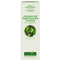 Extract concentrat din muguri de mesteacan pufos - betula pubescens mg