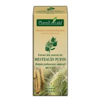 Extract din amenti de mesteacan pufos - betula pubescens amenti mg=d1