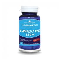 Ginkgo 120 + stem